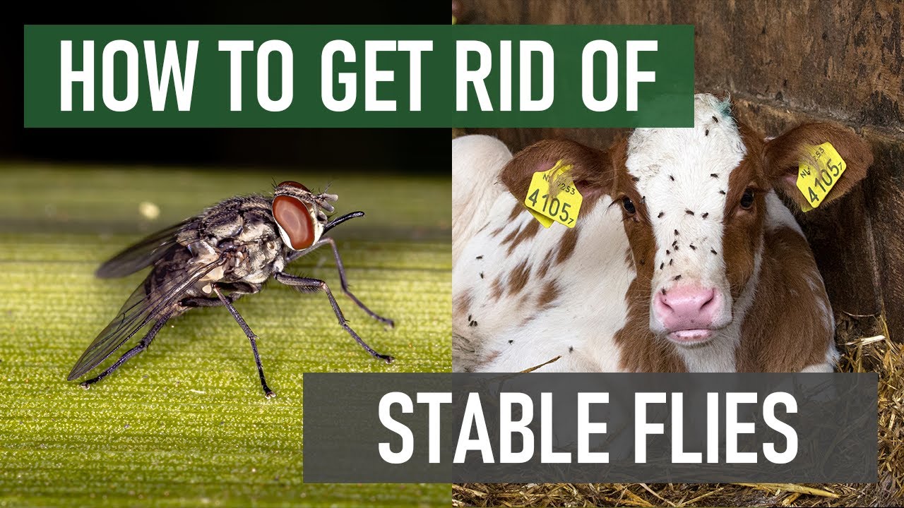 How to Get Rid of Stable Flies