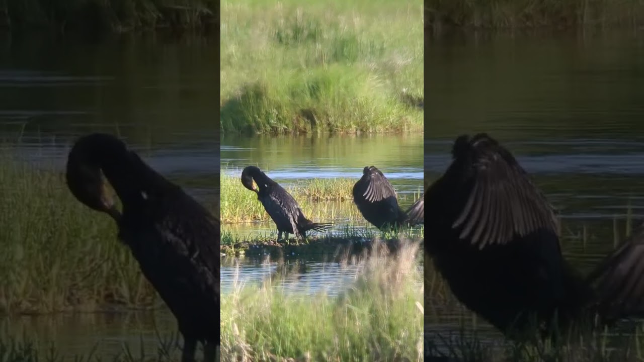 Salt Pannes in June - Learn a Bird - Episode #55