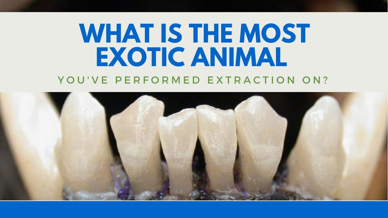 Veterinary Dentist REVEALS The MOST Exotic Animal He's Performed Extraction On