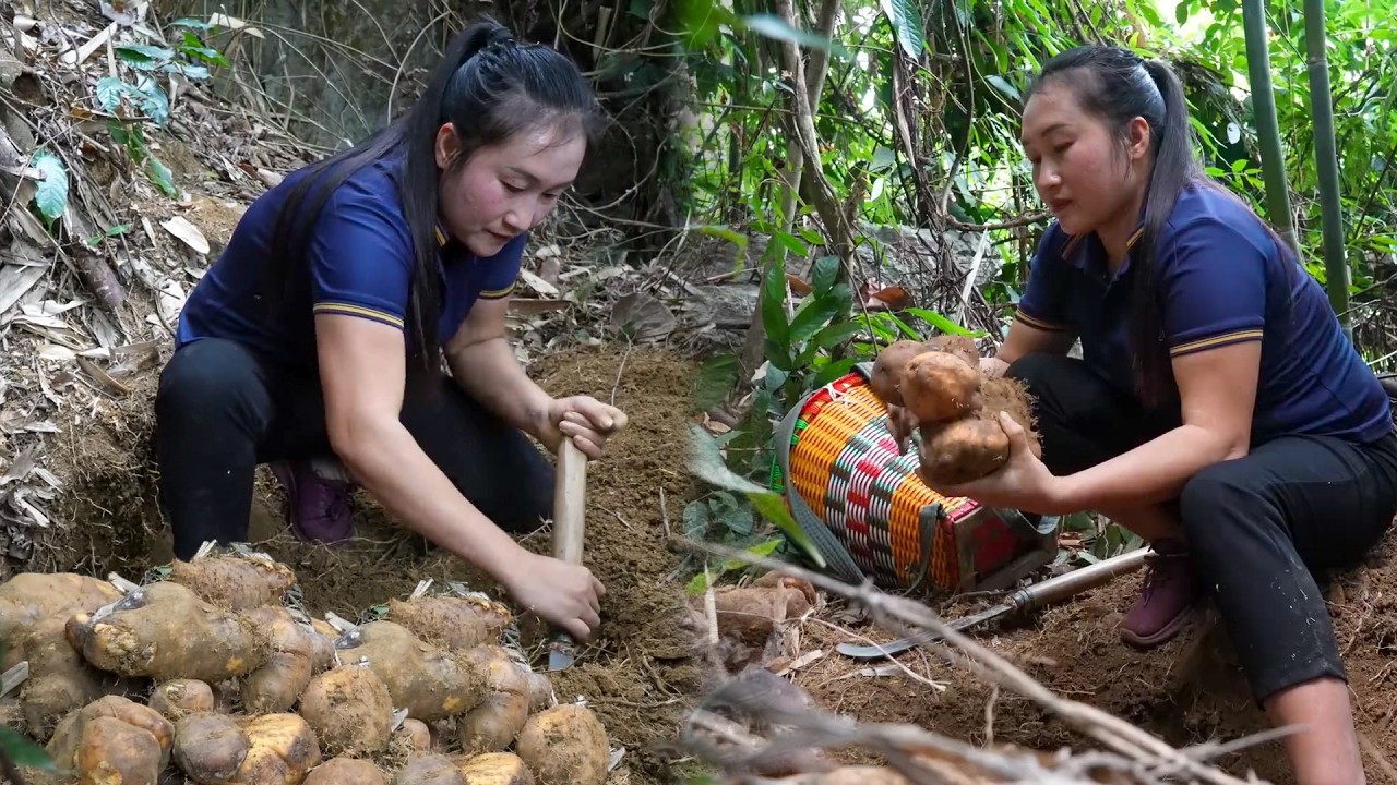 Harvesting Enormous Wild Tubers Hidden for Years in the Deep Forest for Market Day