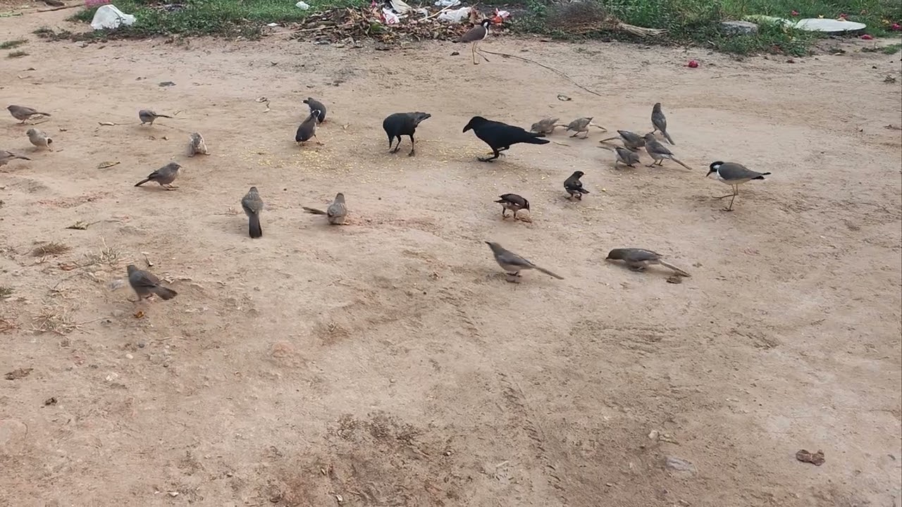 અરે😱 કાબર અને કાગડા ને થયો જગડો😱 #birds #naturesvoice #original #youtubevideo #travel #village #8k 
