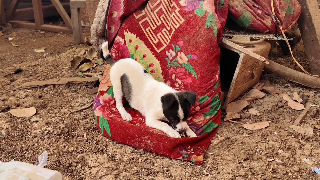 Tiny Puppy, HUGE Comfort! ❤️ He Found The Coziest Spot in the Yard