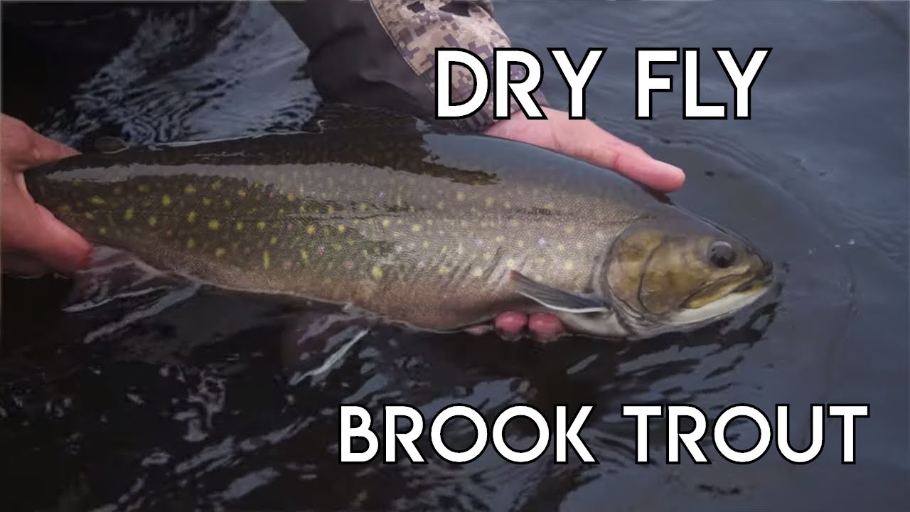 Dry Fly Giant Brook Trout | Labrador