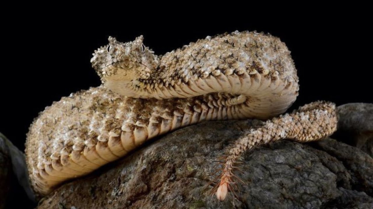 Unexpected Reactions About Spider-tailed horned viper |