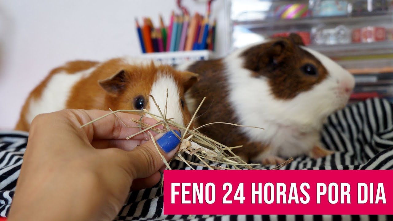 FENO PARA PORQUINHOS DA ÍNDIA: Parte importante da alimentação!!