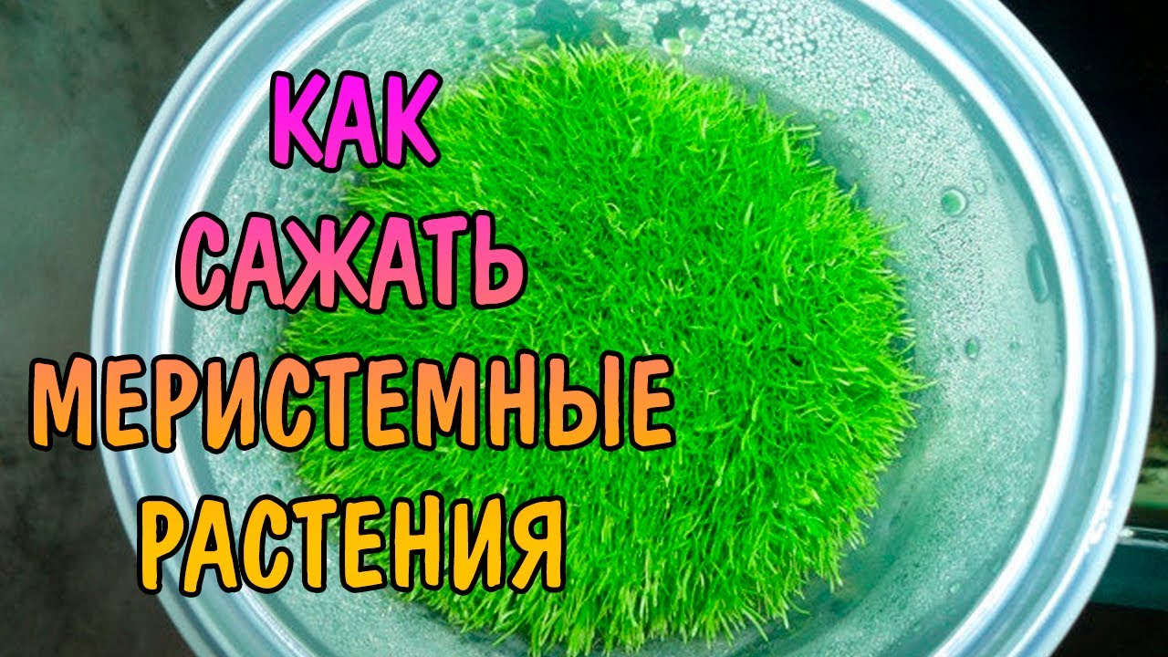 КАК ВЫСАЖИВАТЬ МЕРИСТЕМНЫЕ РАСТЕНИЯ