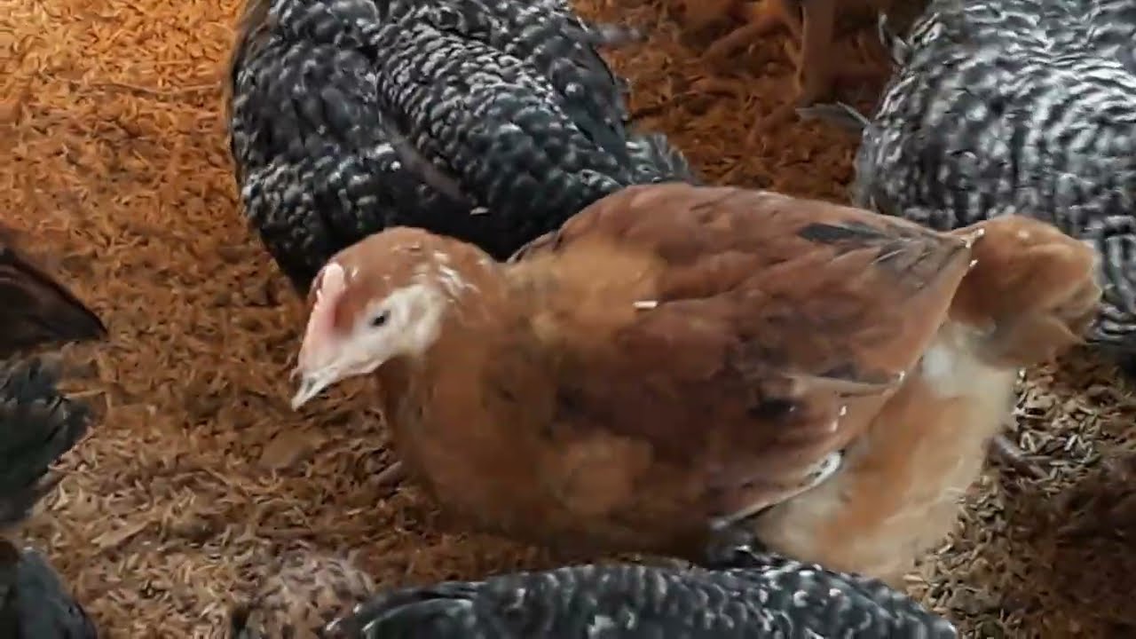 5 Weeks Old Dual Purpose and Pure Local Chicken Parent Stocks! Living Hope Mixed Farm: By Florence A