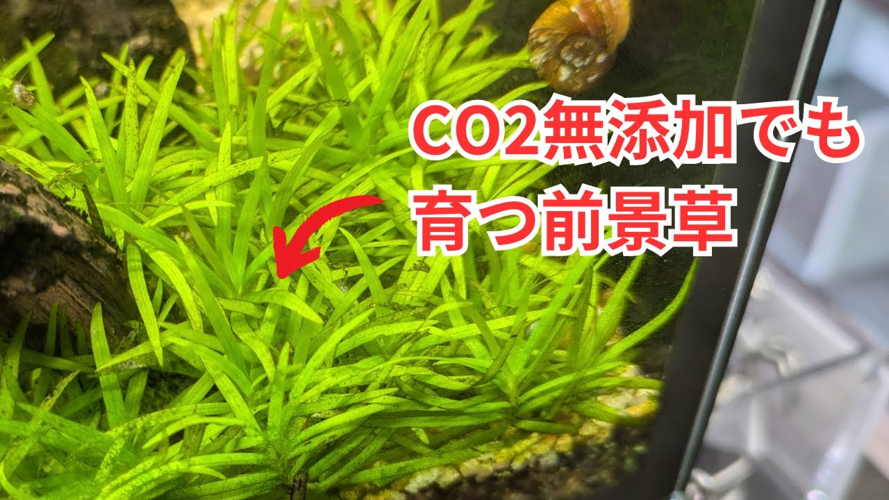 【CO2無添加でも育つ前景草】ヘテランテラ パラグアイ産