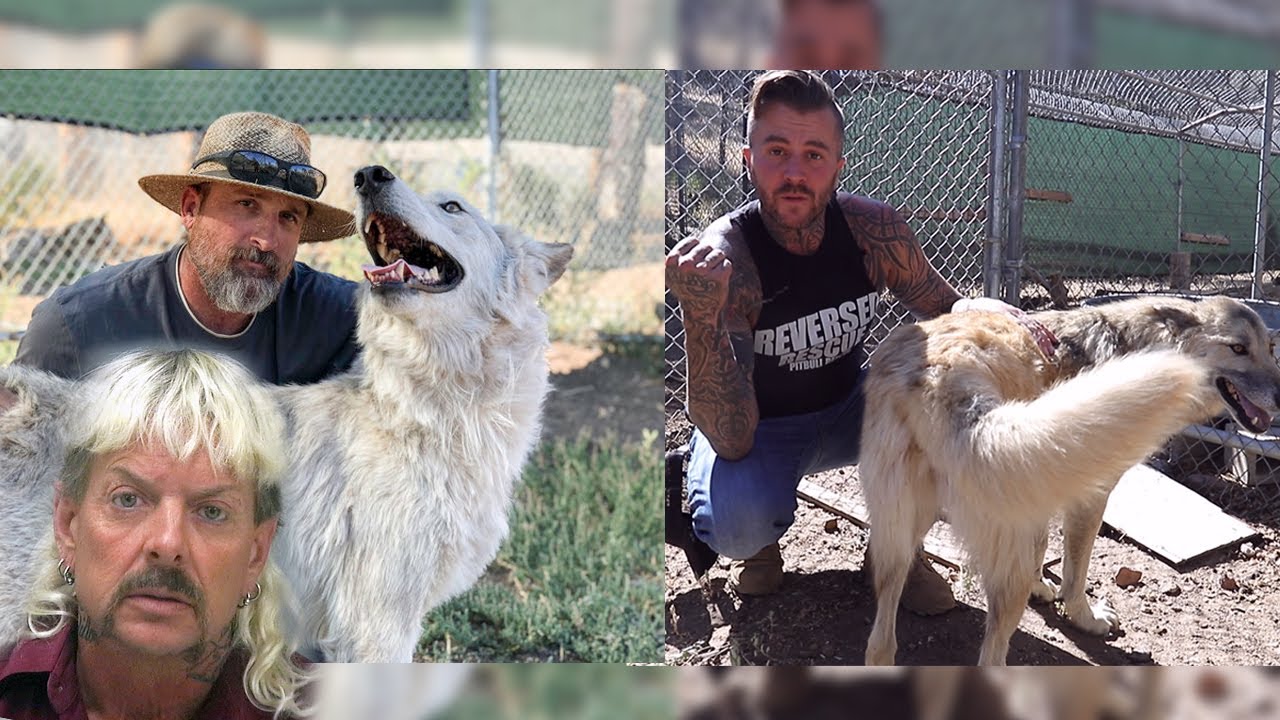 The Rescue Exposing Joe Exotic - The Tiger King and a day with his Wolves