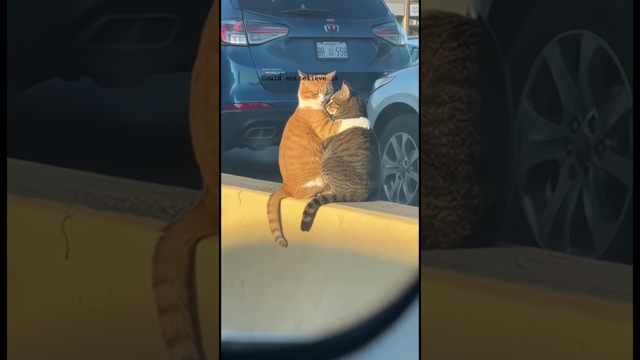 Couldn’t Believe My Eyes! 😍 Two Cats Hugging on a Highway Divider — Pure Love in Traffic!”**