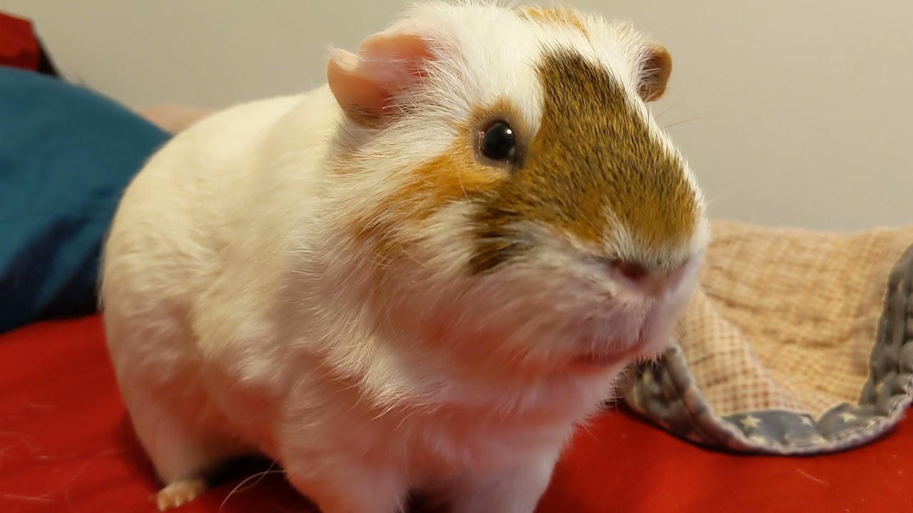 Chippy Chip
