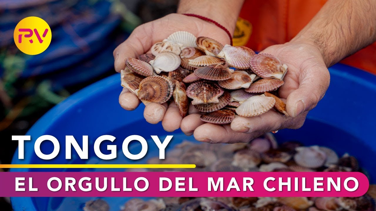 TONGOY : el orgullo del mar chileno | La ruta del ostión y la fuerza de la pesca artesanal