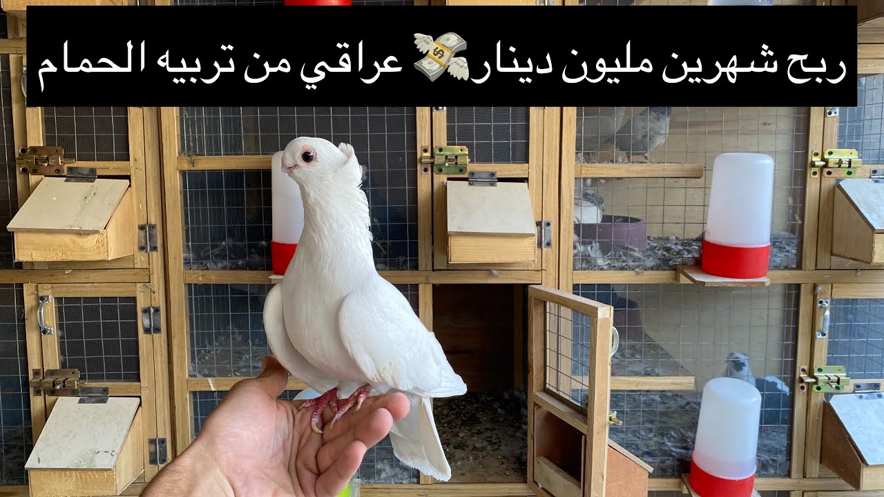مشروع تربيه الحمام كيف البدايه به الجزء الأول