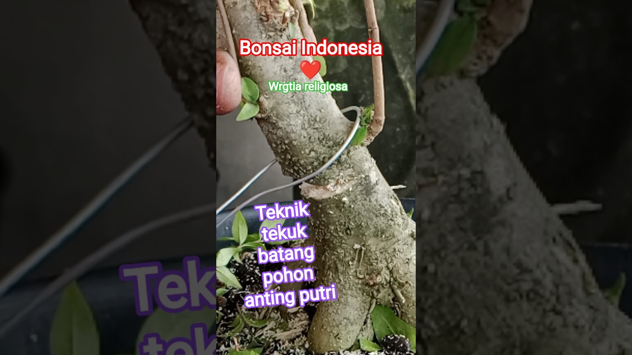 teknik tekuk batang pohon anting putri #bonsai #bonsaibali #bonsaiindonesia #fyp #fypシ