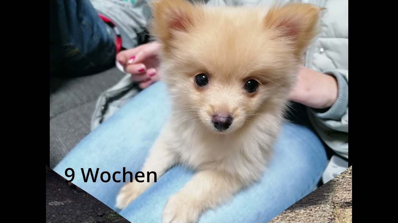 Der Kleinspitz - vom Welpen zum Junghund (FUND-tastische Chroniken)