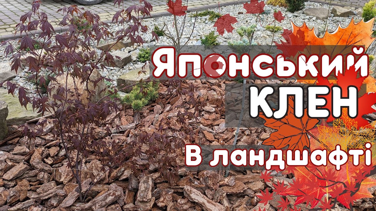 Как посадить ЯПОНСКИЙ КЛЕН. Как выглядит в Ландшафтном ДИЗАЙНЕ с хвойными растениями. Обзор сада.