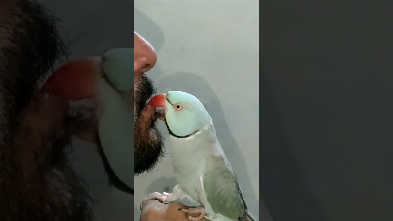 Wonderful World's Smartest Talking Parrot 👑🔥