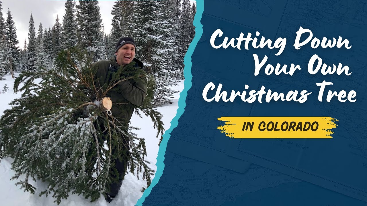 Cutting Down Our Own Christmas Tree on the Grand Mesa, Colorado 🎄