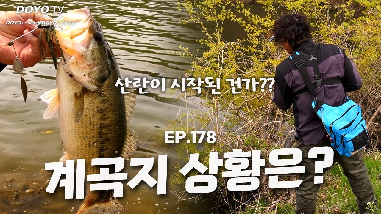 [도요TV ep.178] 봄을 맞아 찾아온 계곡지! 배스는 어디에?