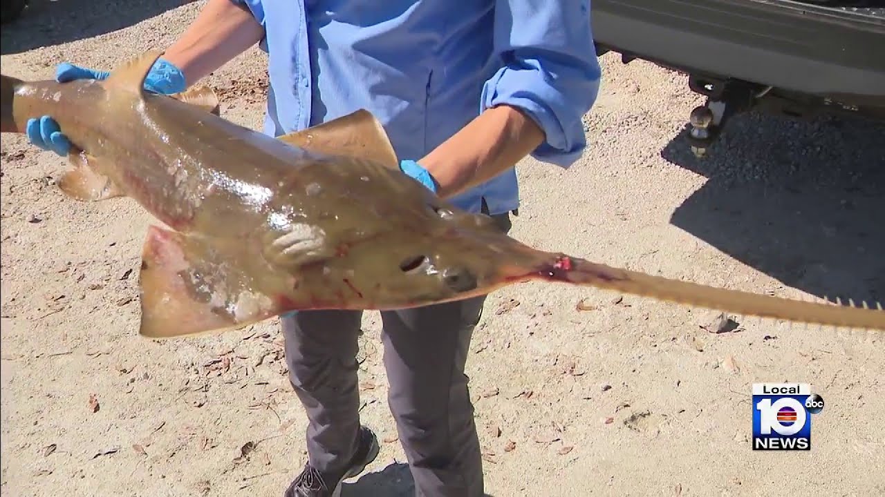 South Florida men arrested, caught with protected smalltooth sawfish