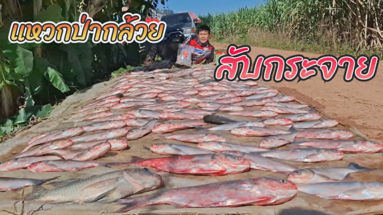 แหวกป่ากล้วย ไปสับกระจาย  ตกปลาบึงสำโรง อ.บางกระทุ่ม จ.พิษณุโลก(คลิปที่ 457)