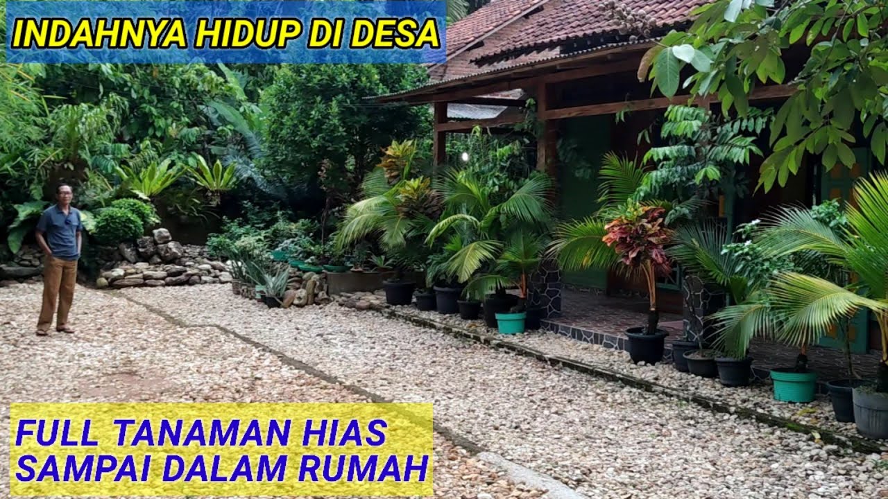 TANAMAN HIAS FULL SAMPAI DI DALAM RUMAH. SANGAT INDAH SEKALI.