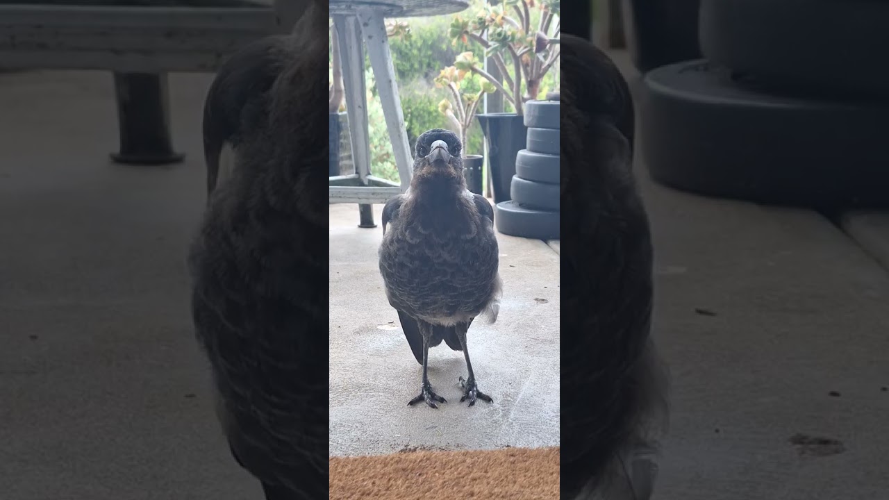 Chatting about jobs, call centres and general bird stuff with a baby magpie for ten minutes straight