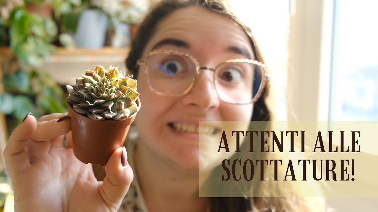 Cosa fare se si SCOTTANO AL SOLE LE PIANTE GRASSE? | Succulente e scottature