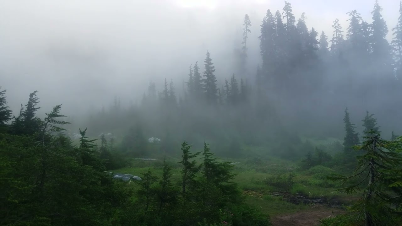 Trees in the mist