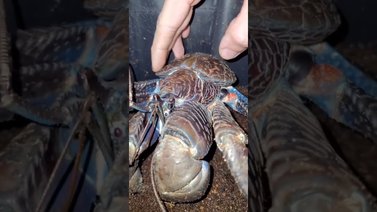 Pet Coconut Crab