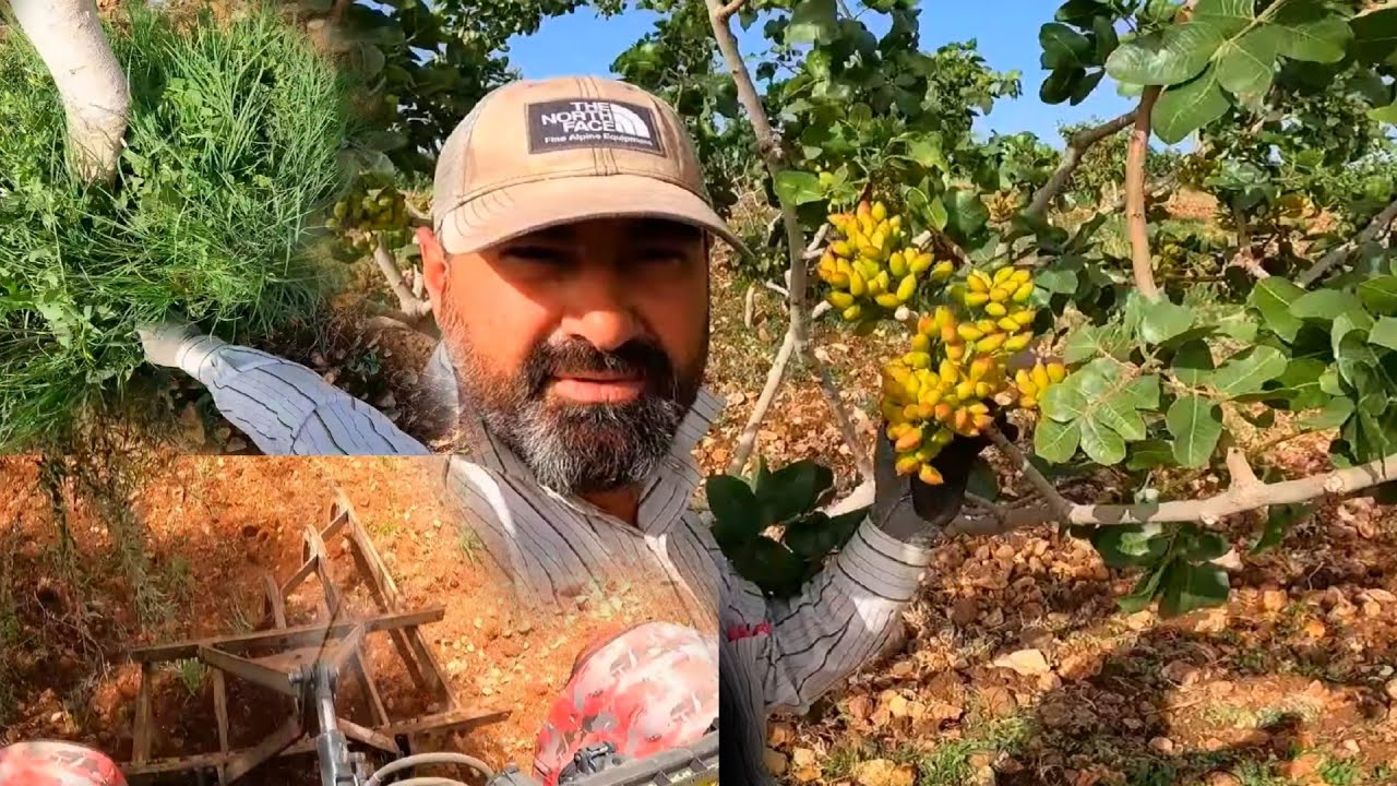 FISTIK BAKIMI, ZEYTİN SÜRÜMÜ ve TUTUMU, FISTIK HAŞERE KONTROLÜ... ÜÇÜ BİR ARADA. ..