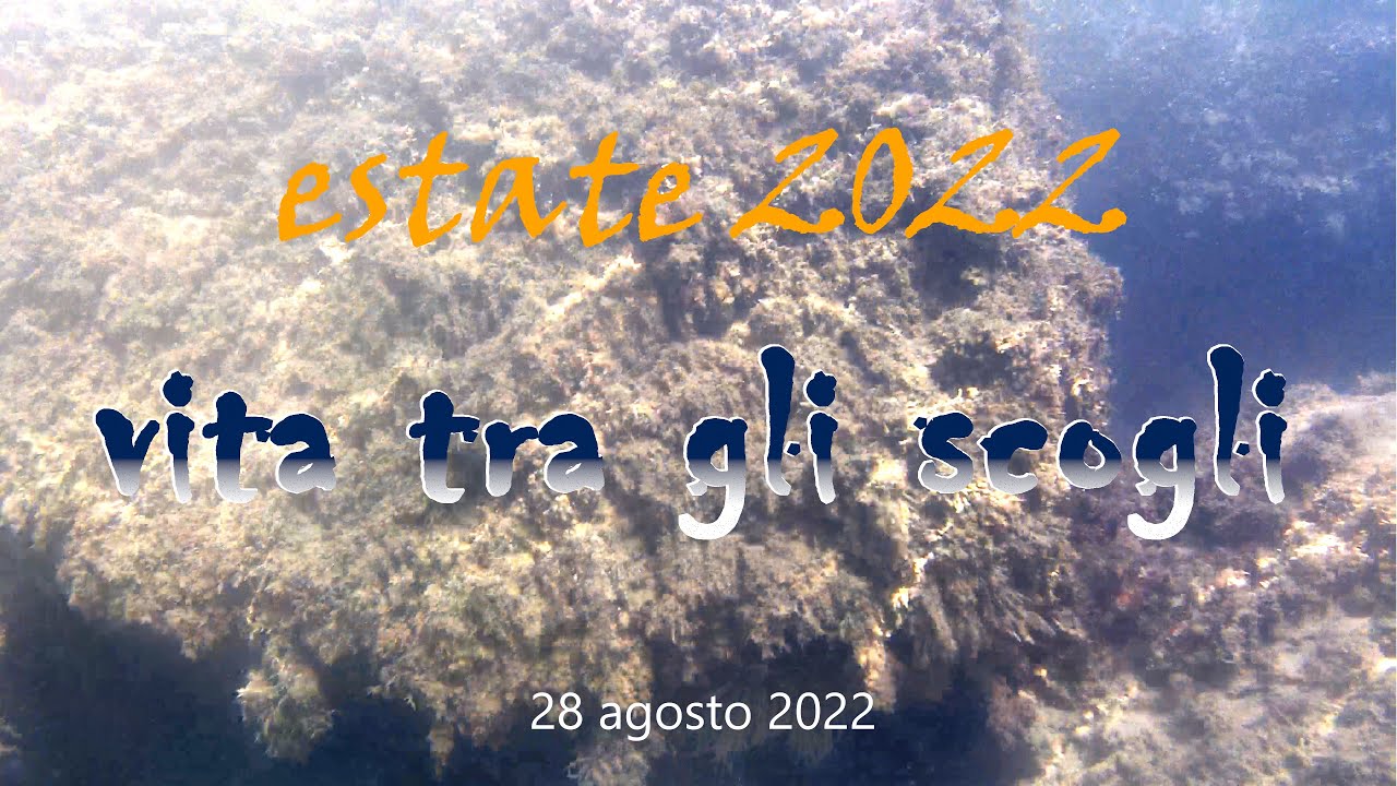 estate 2022 vita sotto gli scogli