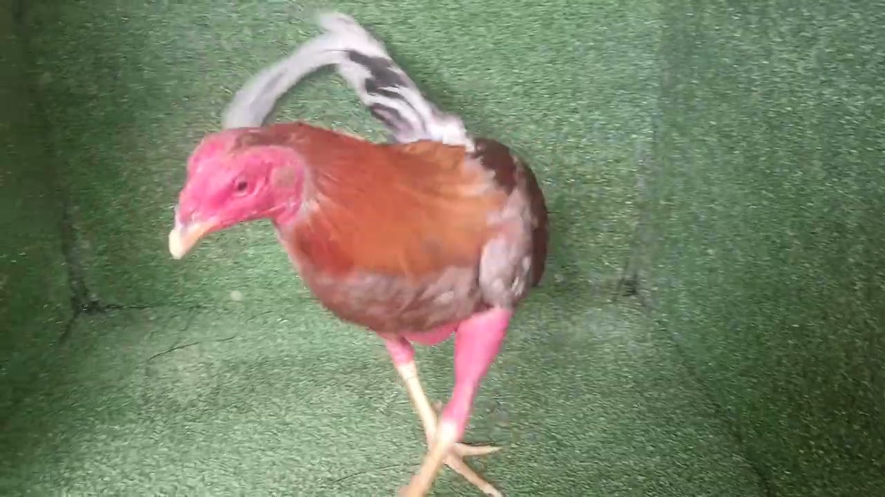 Gallos ya en su face final
