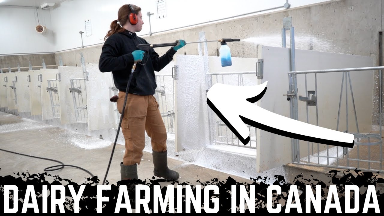 Calf Room Clean!
