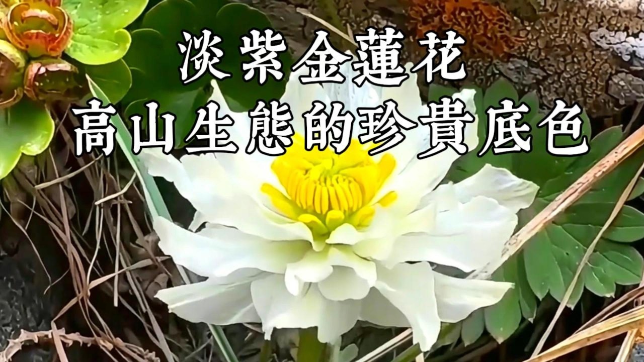 淡紫金莲，人间紫霞，一叶美一花，厚叶美花草，中国家二级保护动物四裂红景天内容