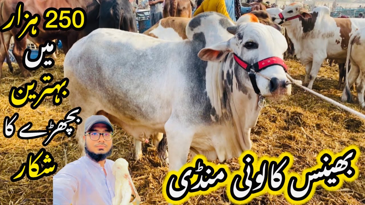 Bhains Colony Mandi Karachi Cattle Rates Update❤️ || 25 February 2026 || Cow Mandi 2026 💫