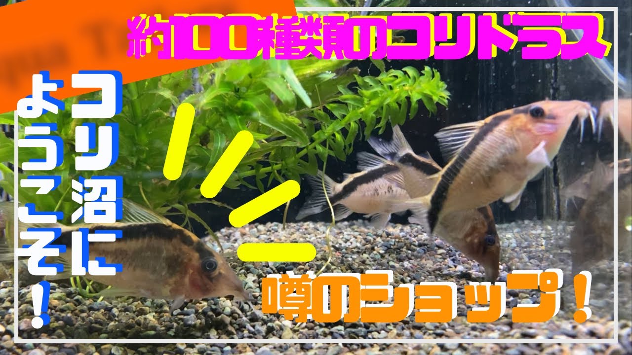 アクアテイラーズつかしん店に潜入！コリドラスパの楽園です！#アクアリウム #コリドラス#ペット