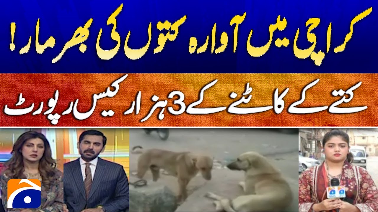 Stray Dogs Overrun Karachi: 3,000 Bite Cases Reported - Geo Pakistan