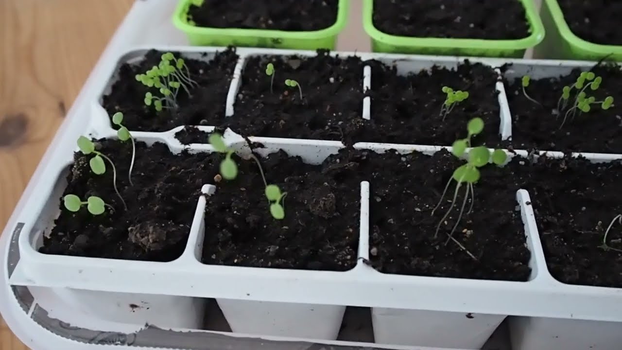 Oppdatering på løvemunn, stemorsblomst og paprika