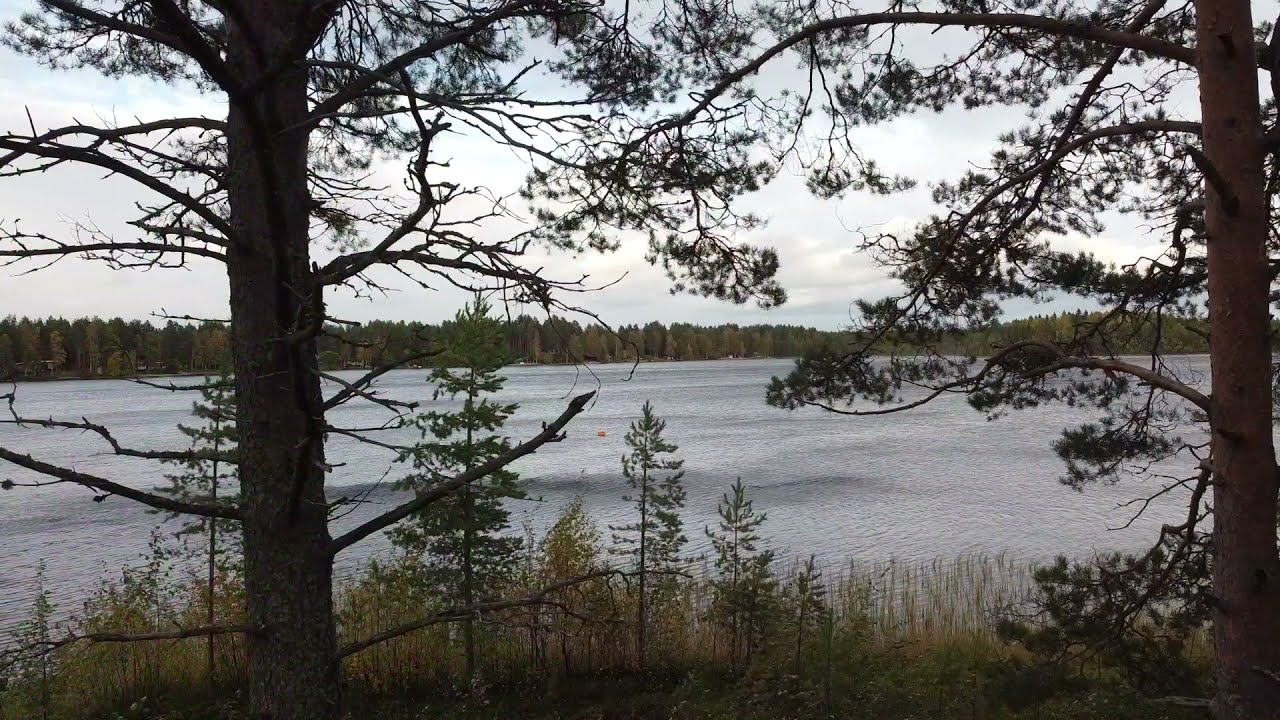 METSÄ MEIDÄN