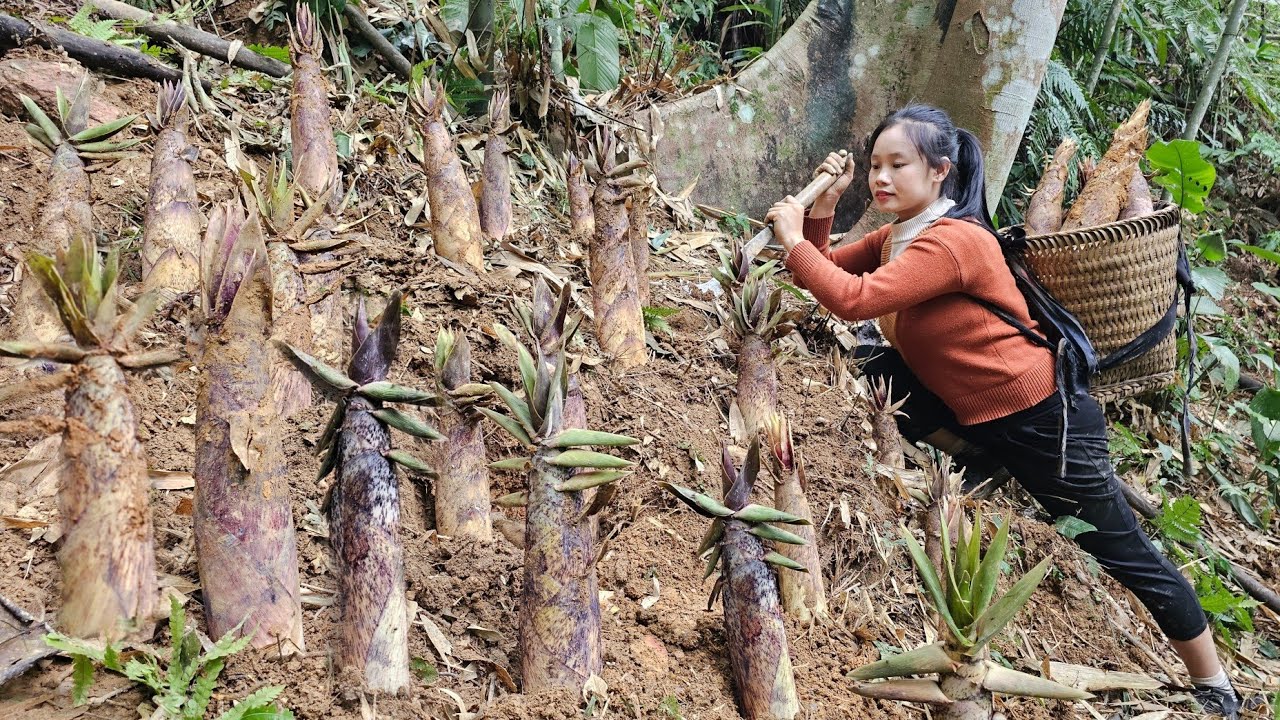 The process of going into the forest to collect bamboo shoots for sale l Lý Thị Sai