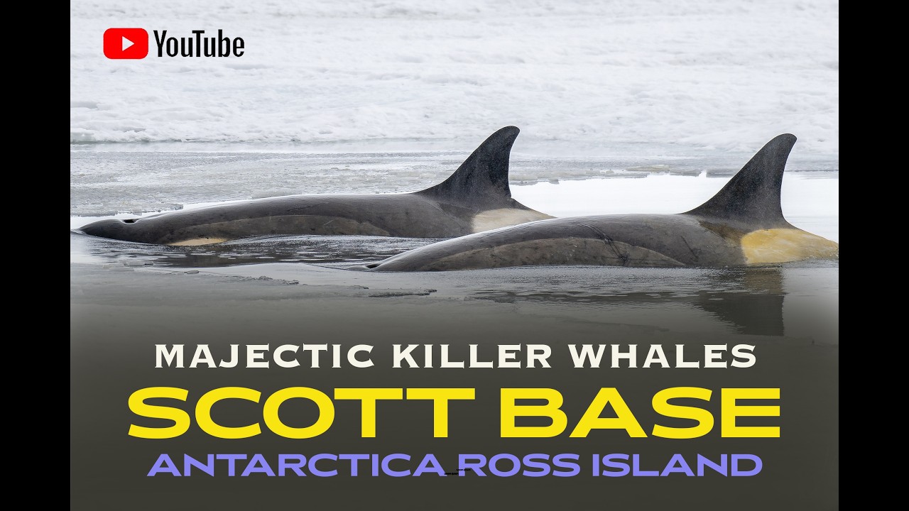Antarctica Majestic Killer Whales  |  JC Photography NZ
