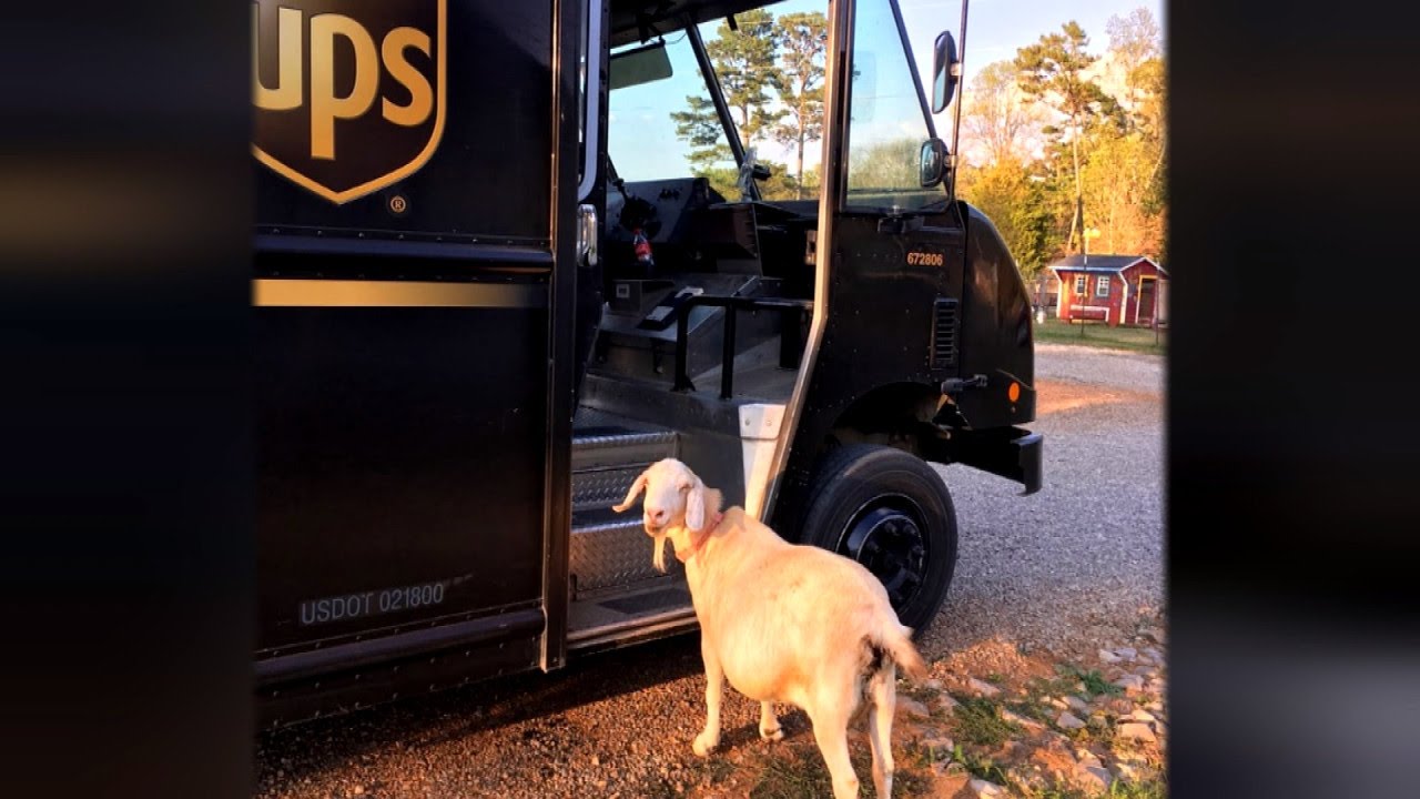 This Rescued Goat Is In Love With The UPS Driver