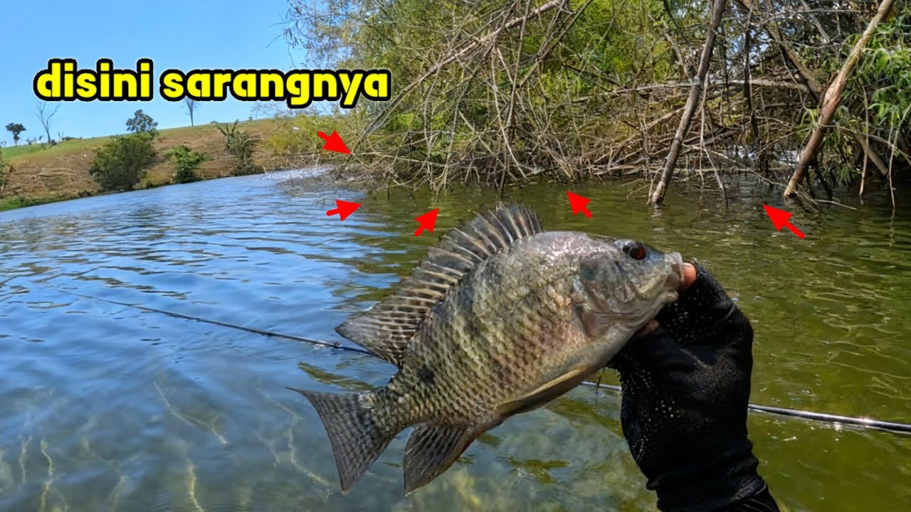 BAMBU TENGGELAM INI MASIH JADI TEMPAT SEMBUNYI IKAN NILA || mancing ikan nila di waduk sangiran