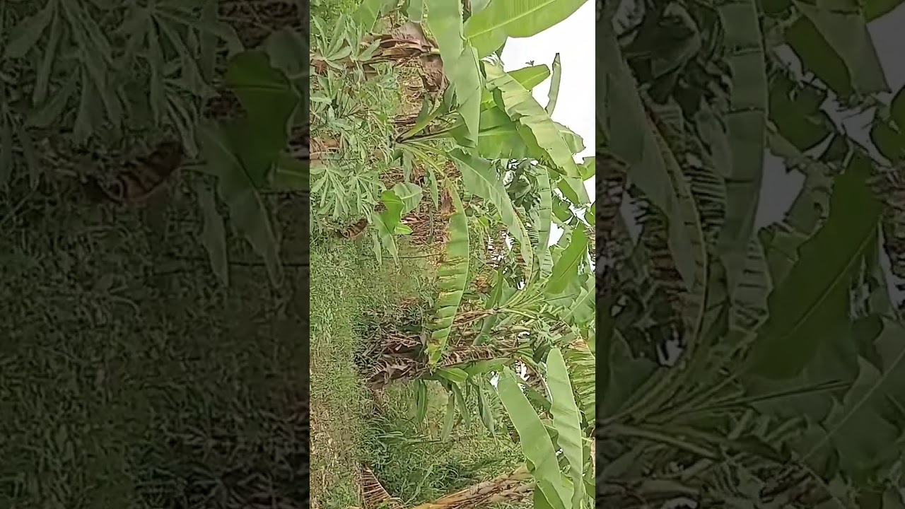 Any worker to help me in my garden during my absence