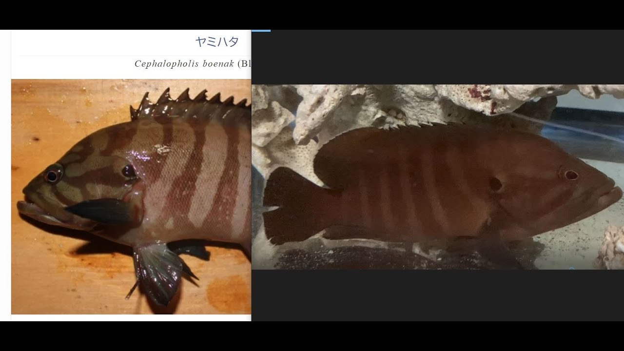 似ているマハタとヤミハタ3/3、水槽での映像比べ