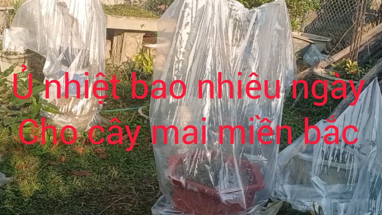 Ủ nhiệt cho cây mai miền bắc bao nhiêu ngày là được 