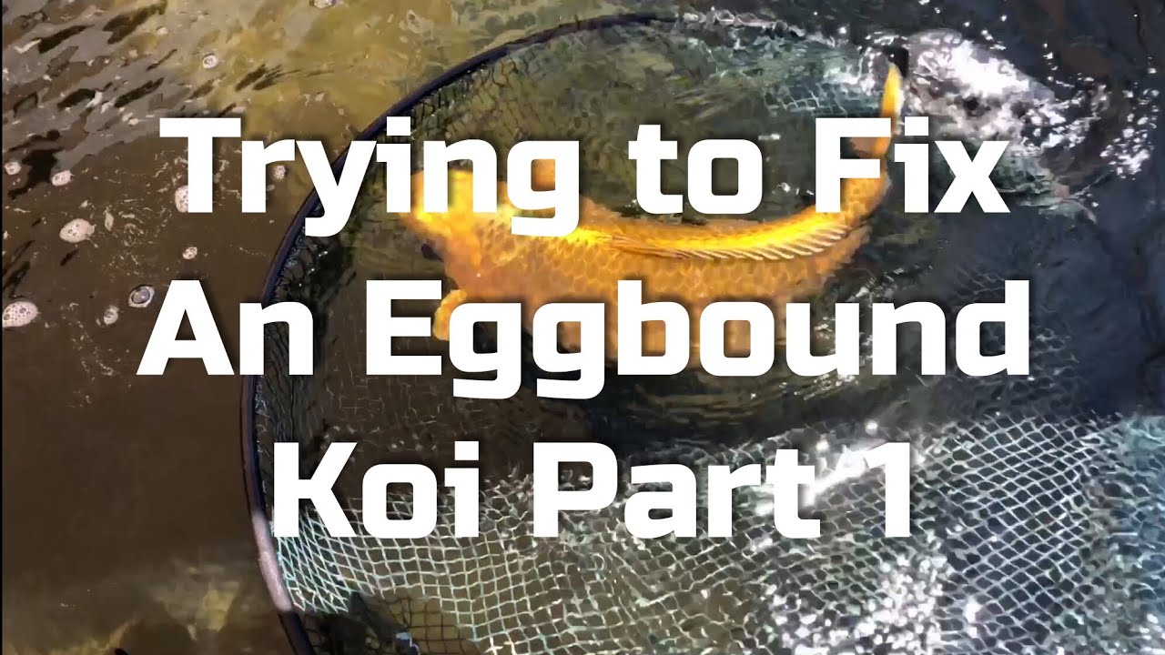 Trying to fix an egg bound koi Part 1