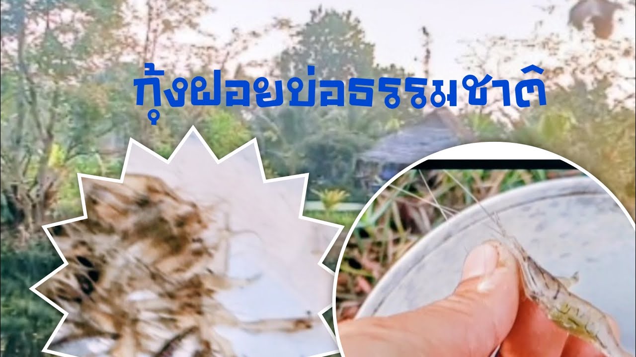 การเลี้ยงกุ้งฝอยในบ่อดินขนาดของบ่อเป็นเรื่องสำคัญ #การเลี้ยงกุ้งฝอยในบ่อดิน #กุ้งฝอย 