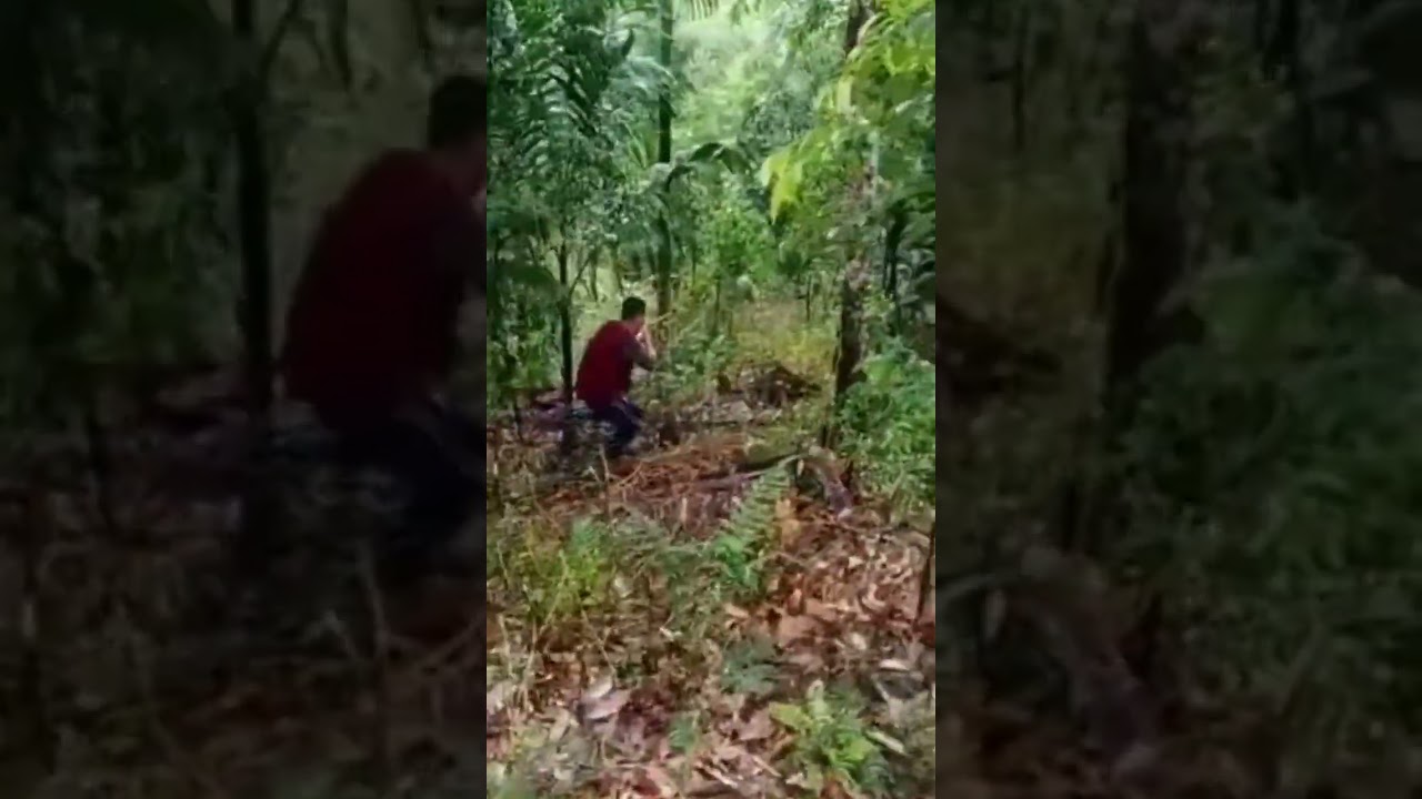 Menembak babi hutan dengan senapan tradisional - suara nya bikin babi besar spot jantung #shorts